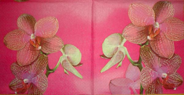 007 Orchideen